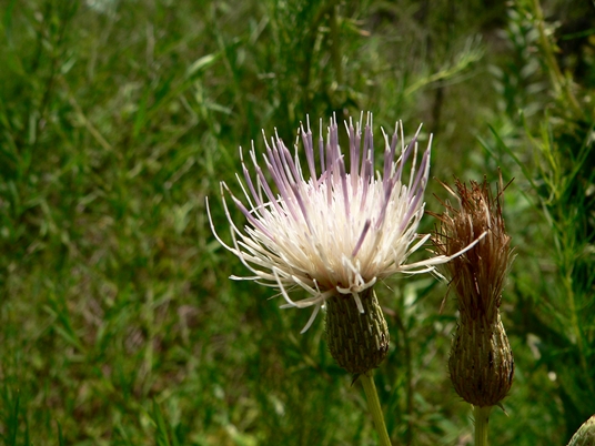 {Cirsium nuttallii}
